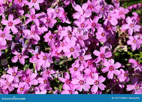 Densely Planted Creeping Phlox or Phlox Stolonifera or Moss Phlox ...