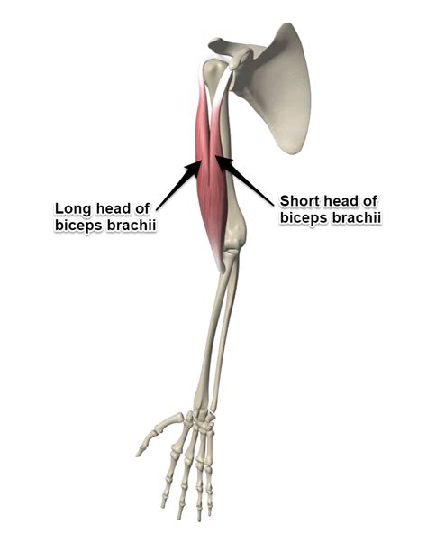 Biceps Brachii Muscle Anatomy