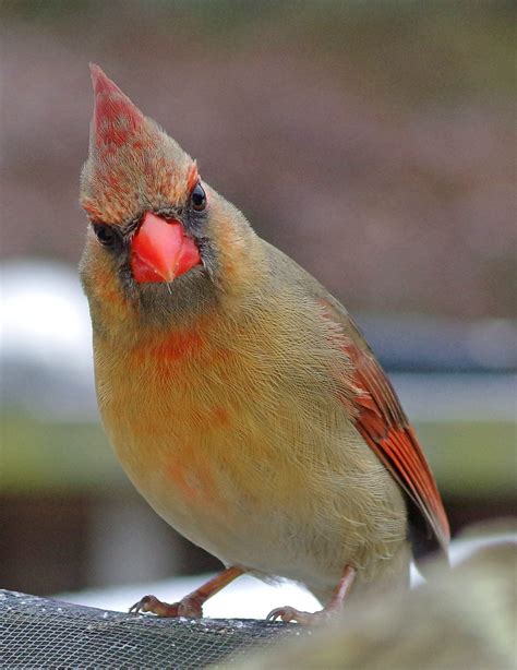 Exploring The Fascinating World Of The Female Cardinal Bird