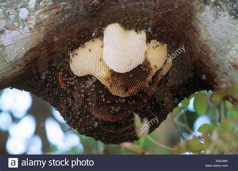 Africanized Bee High Resolution Stock Photography and Images - Alamy