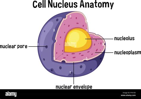 Schéma de l'anatomie du noyau cellulaire illustration Image Vectorielle ...