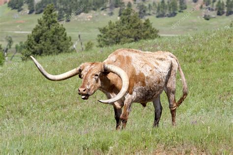 Longhorn cow sounds off. — Stock Photo © gjohnstonphoto #6250538