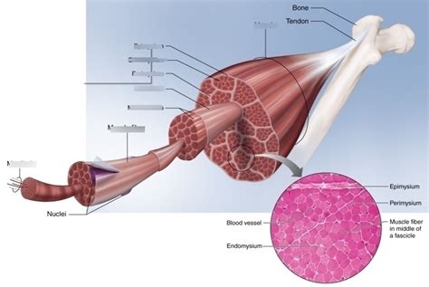 muscle fiber Diagram | Quizlet