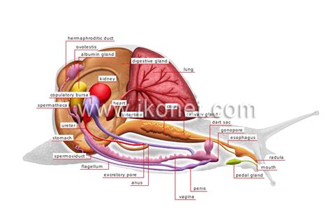 animal kingdom > mollusks > snail > anatomy of a snail image - Visual Dictionary