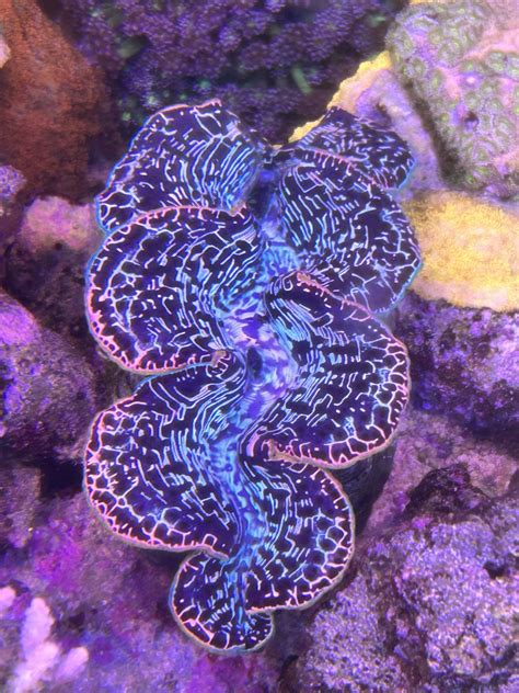 New Jersey - Live Goods - Super nice maxima Clam for sale (Local pickup only) | Reef2Reef