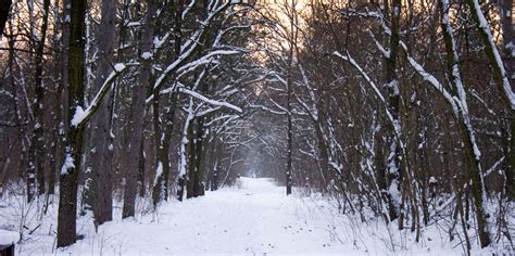 File:Winter forrest - near Budapest, Hungary.jpg - Wikimedia Commons