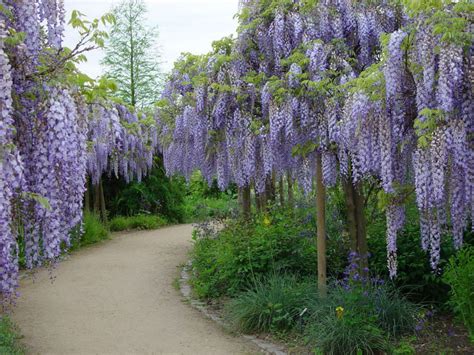 Wisteria floribunda - Japanese Wisteria | World of Flowering Plants