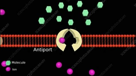 Membrane transport, animation - Stock Video Clip - K003/8333 - Science Photo Library