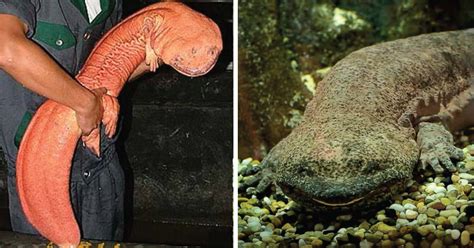 Chinese Giant Salamander Facts: the Earth's Largest Amphibian - Odd Facts