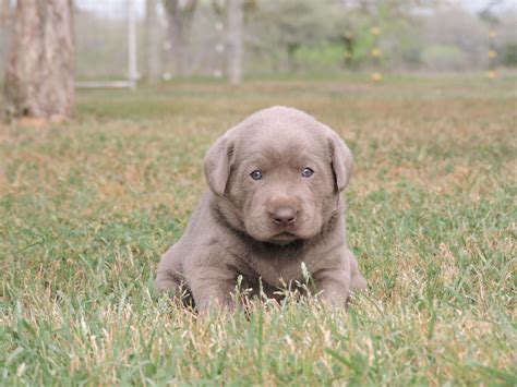 Silver Lab Puppies for Sale – 3-19-2020 – Silver Labs for Sale – Dog ...