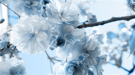 White Blue Flowers - Mystery Wallpaper