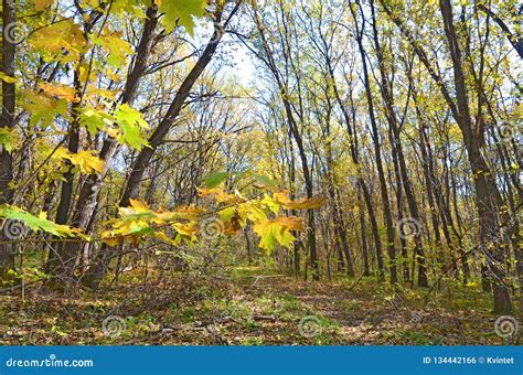 Landscape on Abandoned Road in Wild Forest in Autumn Stock Photo - Image of green, season: 134442166