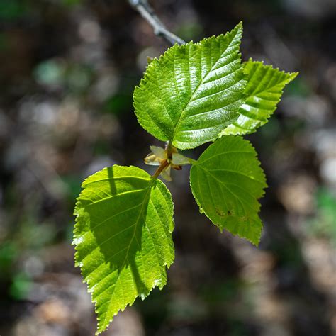 Betula papyrifera – Native Gardens of Blue Hill