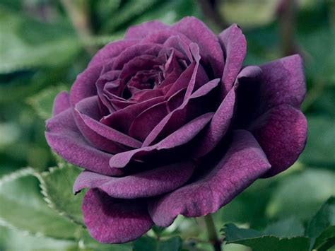 Meucuca: Purple Rose Flower