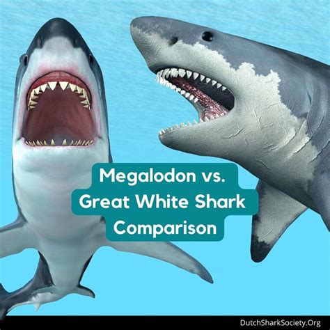 Megalodon Shark Vs Great White Shark