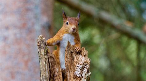 Deciduous Forest Red Squirrel - squirrel-9