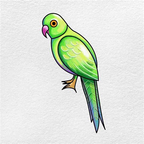 Parrot Drawing - Bird Info