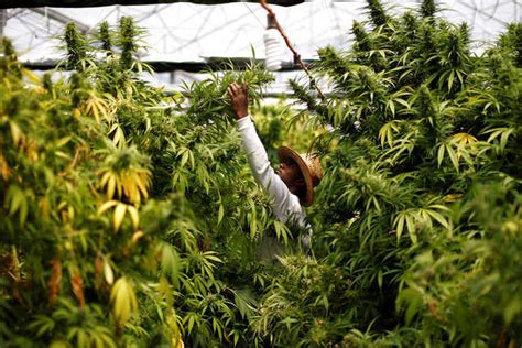 Govt goes back on cannabis cultivation decision - The Tribune