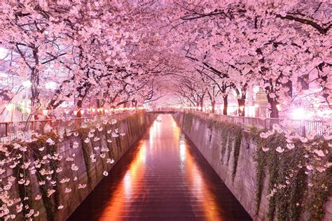 Japanese Sakura Wallpapers - Top Free Japanese Sakura Backgrounds - WallpaperAccess