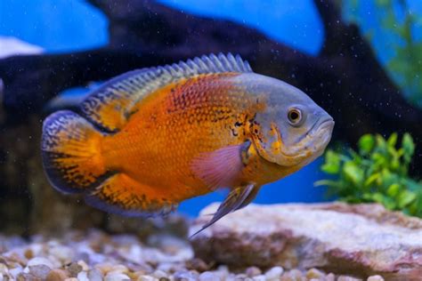 15 Popular Oscar Fish Types to Consider - Avid Aquarist