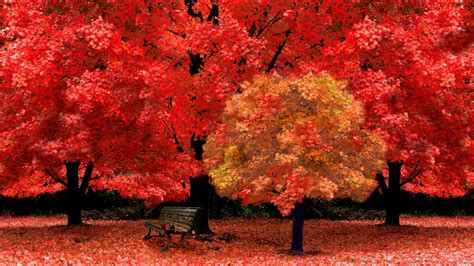 Red Autumn Leaves - Wallpaper, High Definition, High Quality, Widescreen