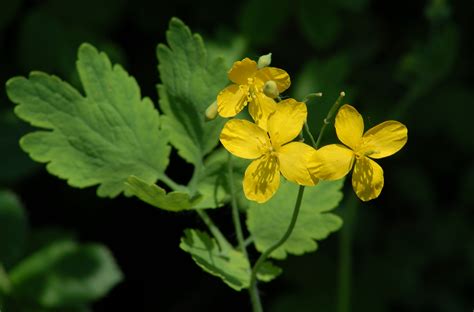 8 Types of Poppies You Should Know About