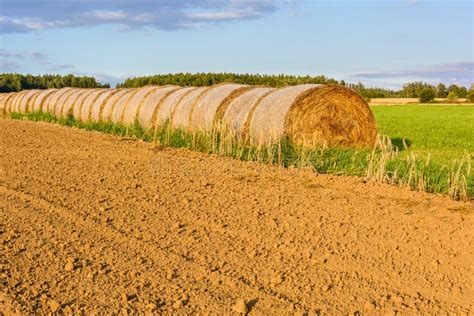 Straw Bales on a Green Meadow at Sunset Stock Image - Image of crop, gold: 98516349