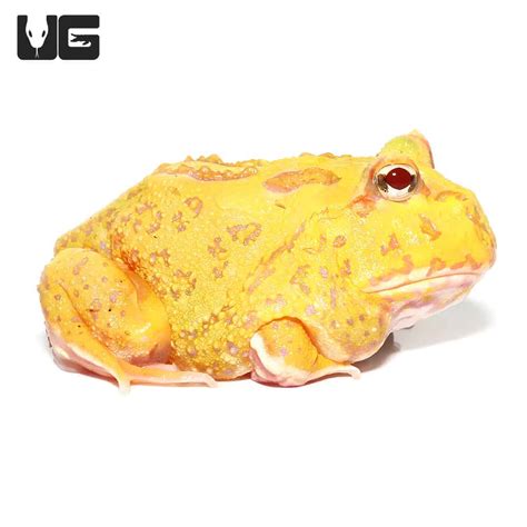 Albino Pacman Frogs (Ceratophrys cranwelli) For Sale - Underground Reptiles