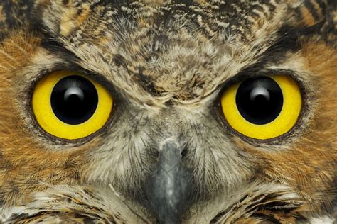 CURRICULUM SUPERFRIENDS: Owl Eyes - ABC TV Science