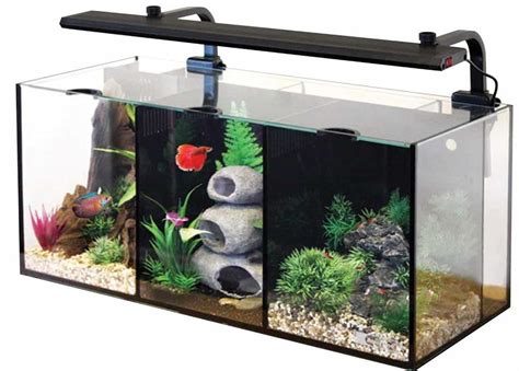 Betta Fish Tank Setup Guide: Get The Right Aquarium For Your Bettas