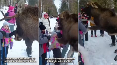 Video captures terrifying moment a perturbed moose strikes back after ...