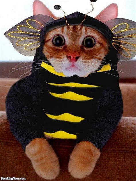 10 Adorable Cats In Costumes That Will Brighten Up Your Day