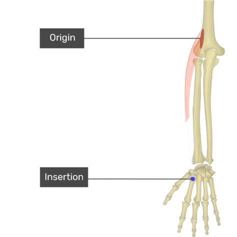 Extensor Carpi Radialis Longus | GetBodySmart