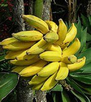 Growing Bananas Indoors, Weekend Gardener