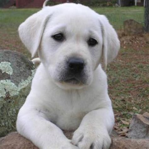 White English Lab Puppies Near Me : Chocolate Lab Puppies For Sale Near Me Ideas - Finding the ...