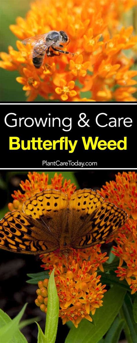 Butterfly Weed Care: How To Grow Asclepias Plant