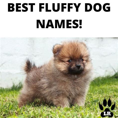 106 Best Fluffy Dog Names | Labrottie.com [Video] [Video] | Dog names, Fluffy dogs, Girl dog names