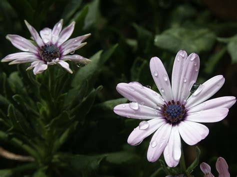 How to Grow and Care for African Daisies (Osteospermum)