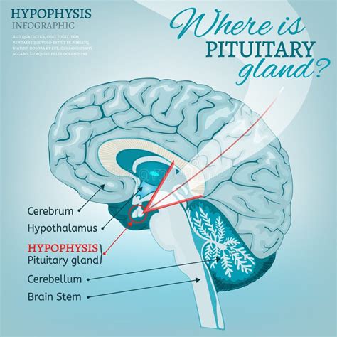 Hypophysis, Pituitary Gland Stock Vector - Illustration of nerve, detailed: 54982137