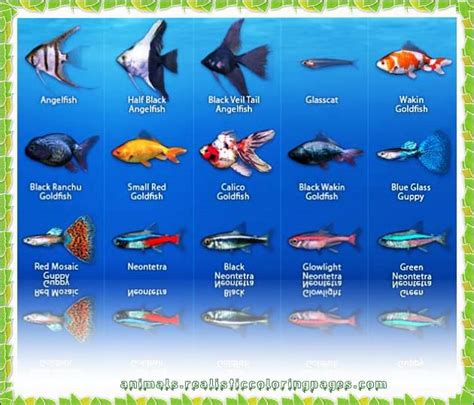 list of freshwater fish based on alphabet from A to Z with pictures and scientific names | Fish ...