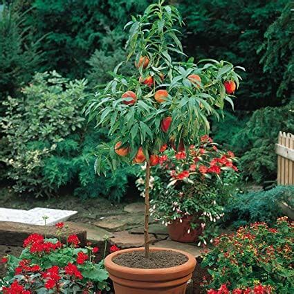 Prunus 'Dwarf Peach' Tree 10" Pot - Hello Hello Plants