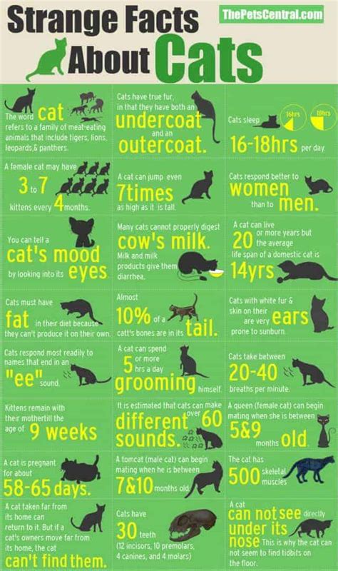 Strange Cat Facts | Daily Infographic