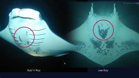 How Can You Tell Individual Manta Rays Apart?