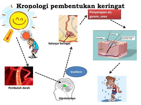 Sistem ekskresi pada kulit