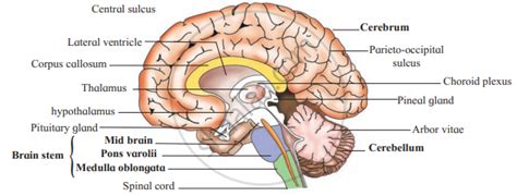 Human Brain Sketch Diagram