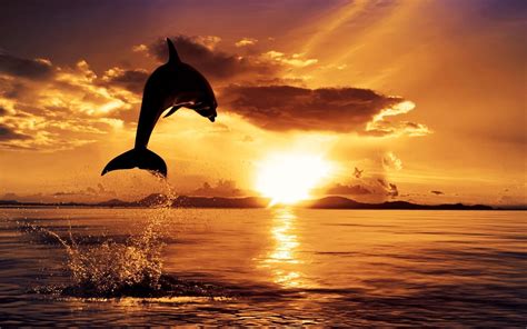 Dolphin Desktop Wallpapers - Wallpaper Cave