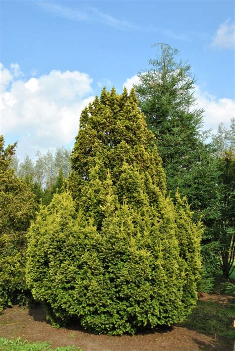 Taxus baccata 'Fastigiata Aurea' | Taxus baccata 'Fastigiata Aurea ...