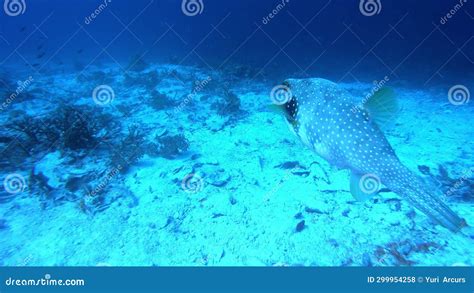 Puffer Fish, Underwater or Seabed in Ocean or Environment for Swimming ...