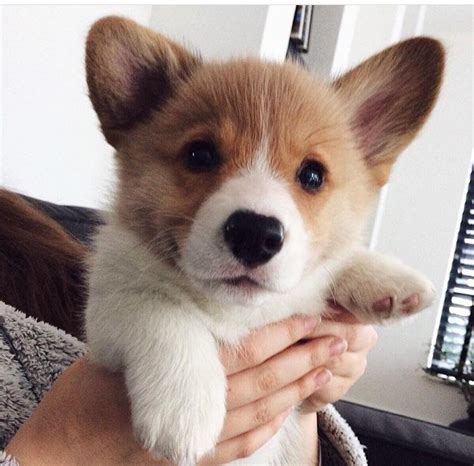 Corgi puppies are the cutest : r/corgi