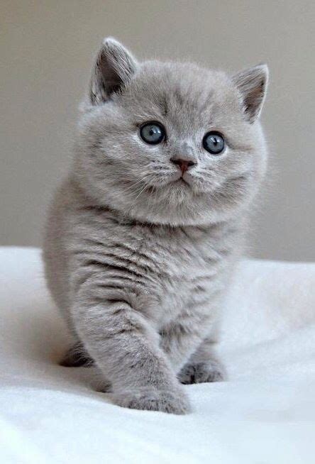 British Shorthair Kittens For Sale Illinois - British Shorthair